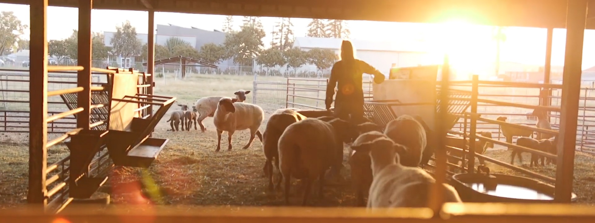 Sunday, Animal, Farm, Agri august