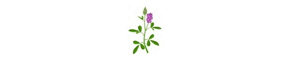 University of Wisconsin" Alfalfa Production Research